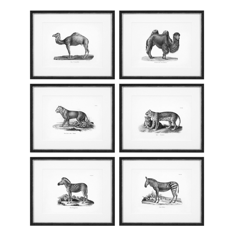 Комплект постеров Eichholtz Prints Historical Animals set of 6 Черный Черно-белый Комплект постеров Eichholtz Prints Historical Animals set of 6 Черный Черно-белый в Кирове | Loft Concept