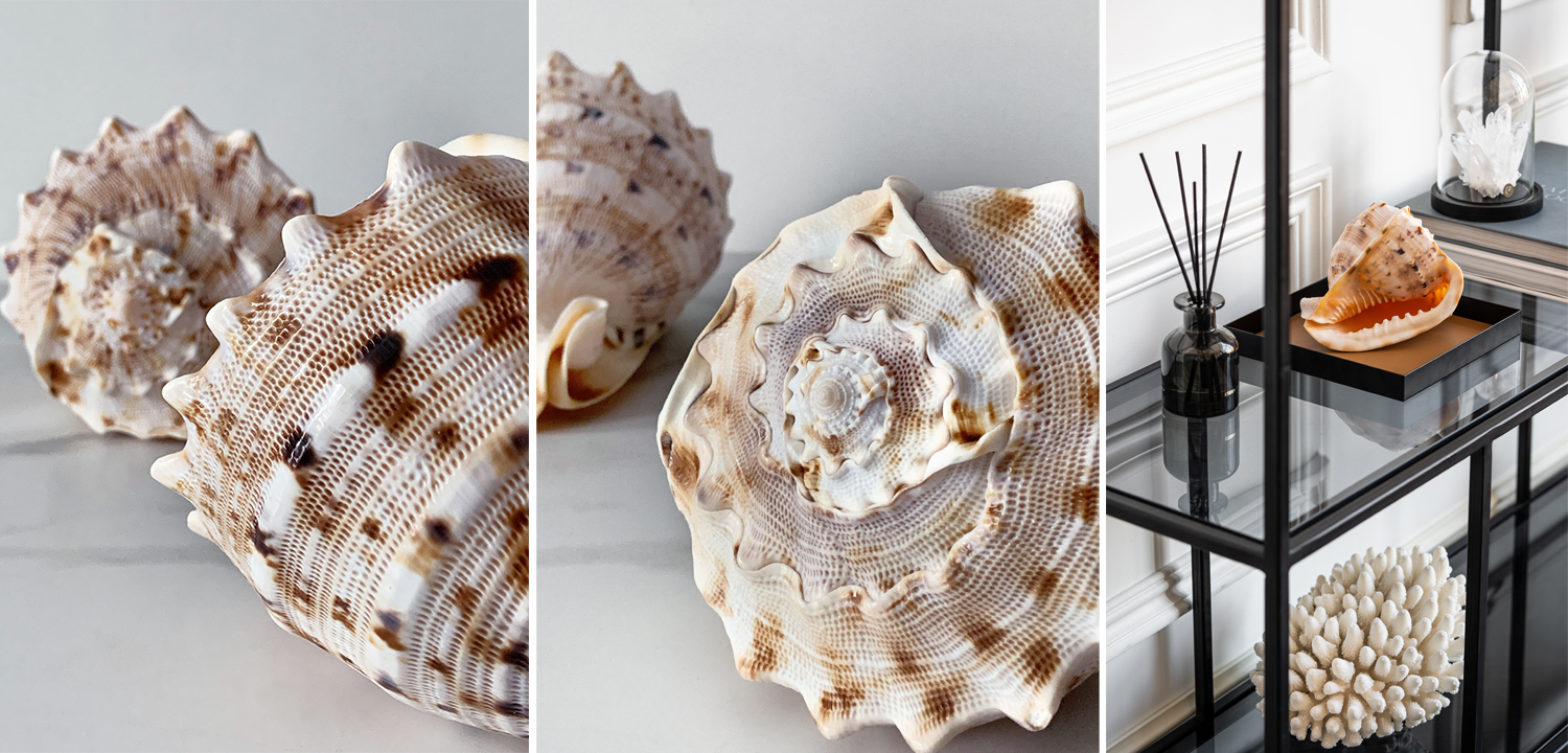 Статуэтка Cassis Cornuta Shell - фото