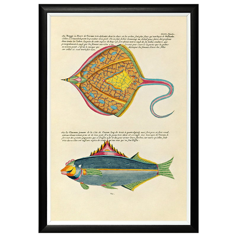 Постер в черной раме Fish Guide 25 Мульти Черный Постер в черной раме Fish Guide 25 Мульти Черный в Кирове | Loft Concept