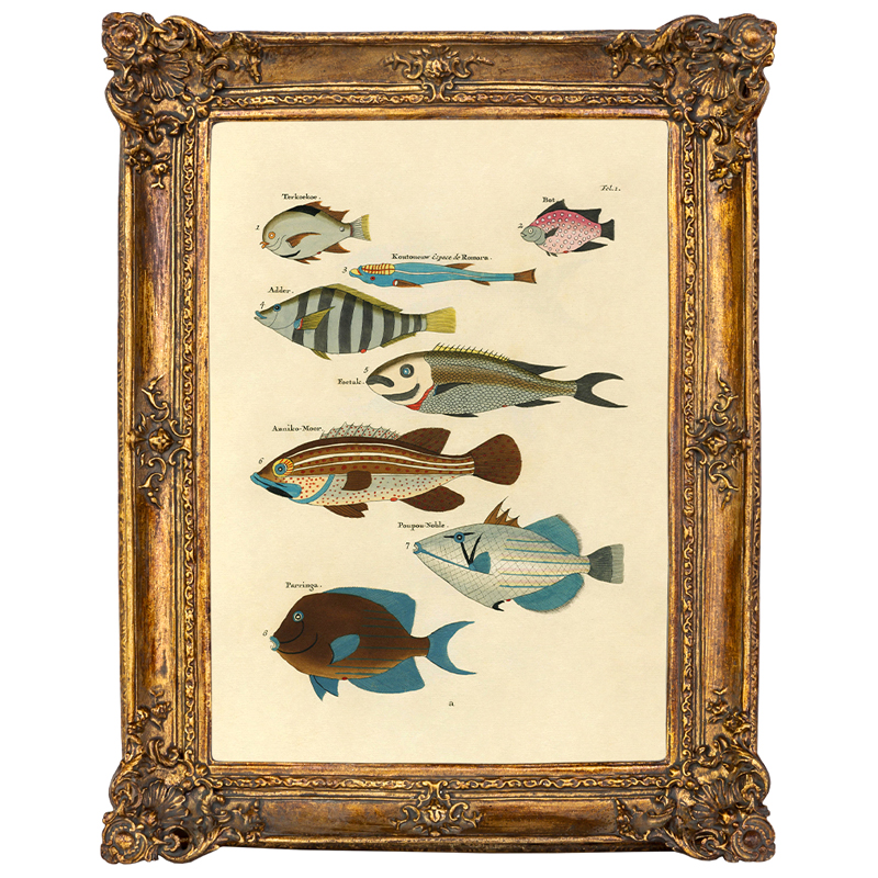 Постер Fish Species в багетной раме Мульти Золотой Постер Fish Species в багетной раме Мульти Золотой в Кирове | Loft Concept