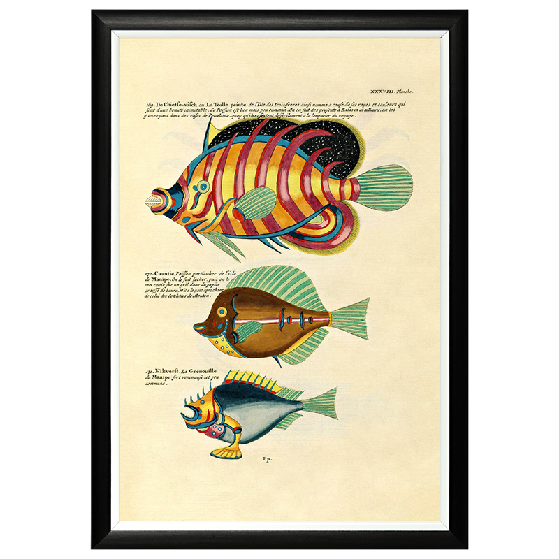 Постер в черной раме Fish Guide 24 Мульти Черный в Кирове | Loft Concept 