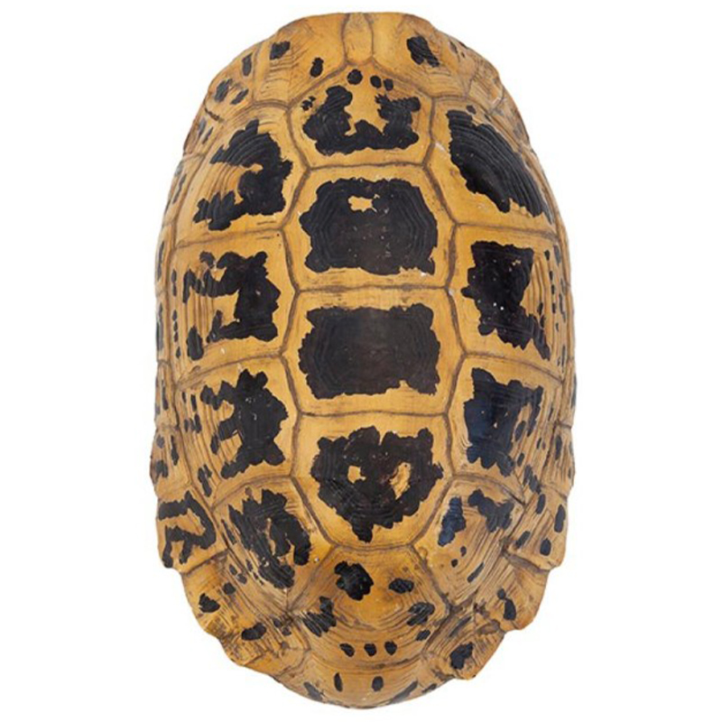 Аксессуар Turtle Hermanni Shell Коричневый Желтый Аксессуар Turtle Hermanni Shell Коричневый Желтый в Кирове | Loft Concept