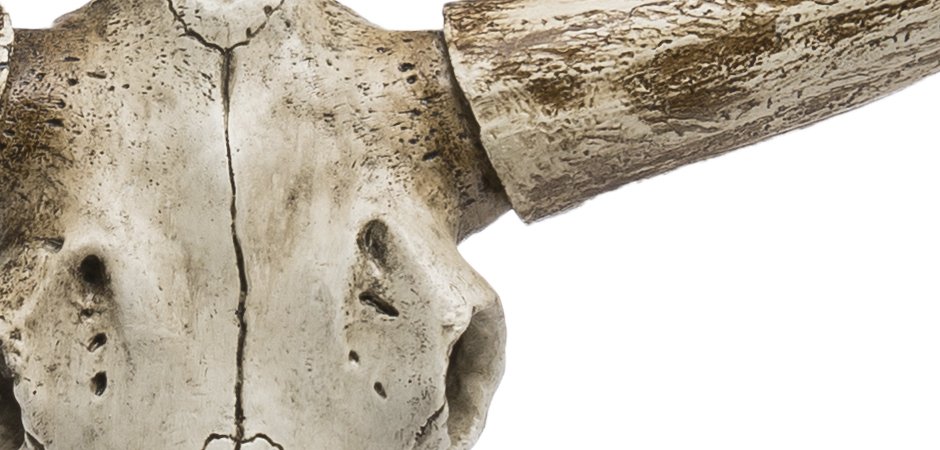 Череп быка Bull Skull Череп быка Bull Skull - Loft-Concept в Кирове