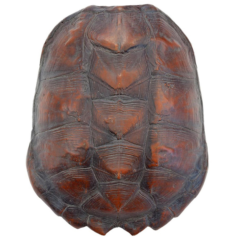 Аксессуар Turtle Shell Big Natural Коричневый Аксессуар Turtle Shell Big Natural Коричневый в Кирове | Loft Concept