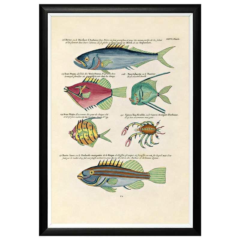 Постер в черной раме Fish Guide 15 Мульти Черный в Кирове | Loft Concept 