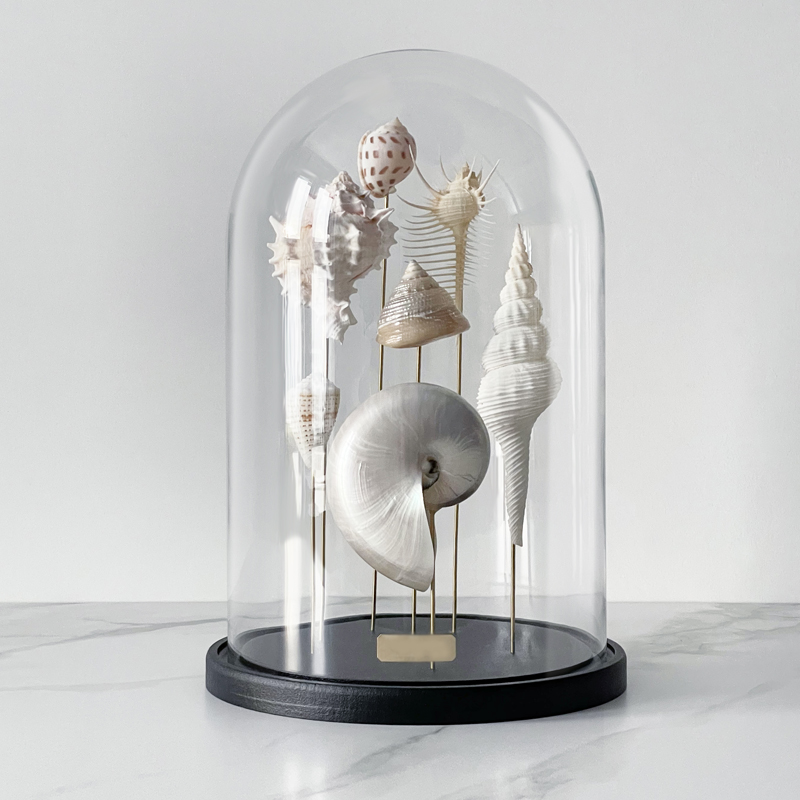 Статуэтка Shell Collection Glass Cloche 1 Статуэтка Shell Collection Glass Cloche 1 в Кирове | Loft Concept