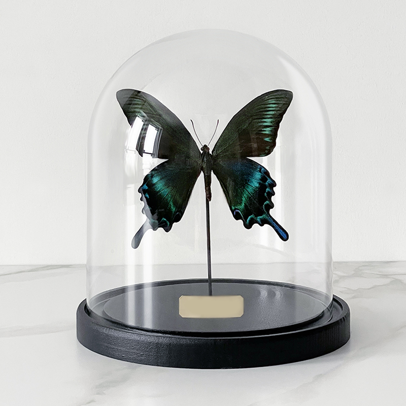 Статуэтка Butterfly Sailboat Maaka Glass Cloche Статуэтка Butterfly Sailboat Maaka Glass Cloche в Кирове | Loft Concept