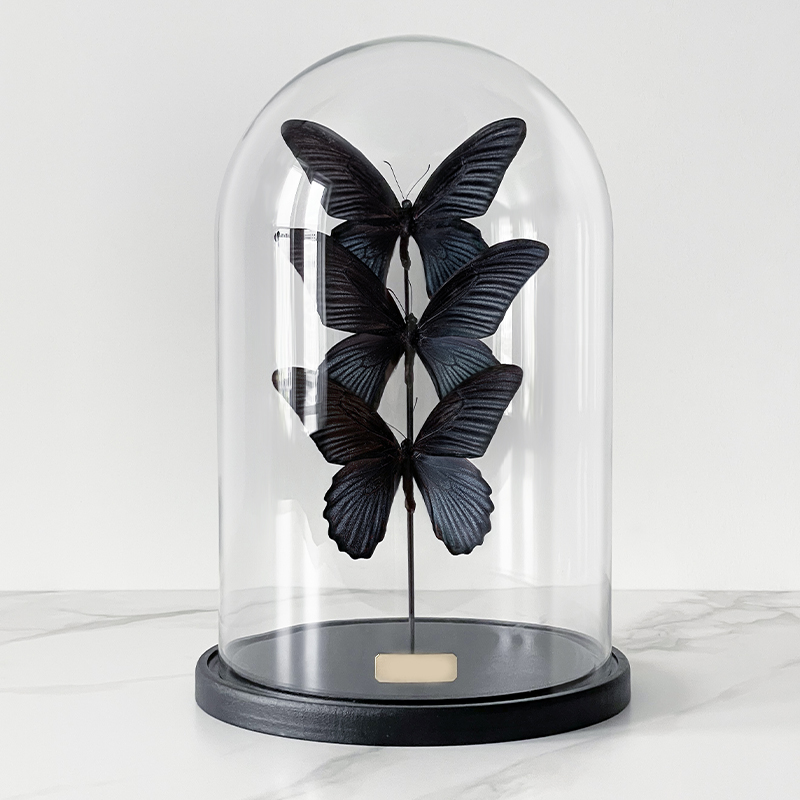 Статуэтка 3 Butterflies Papilio Memnon Glass Cloche Статуэтка 3 Butterflies Papilio Memnon Glass Cloche в Кирове | Loft Concept