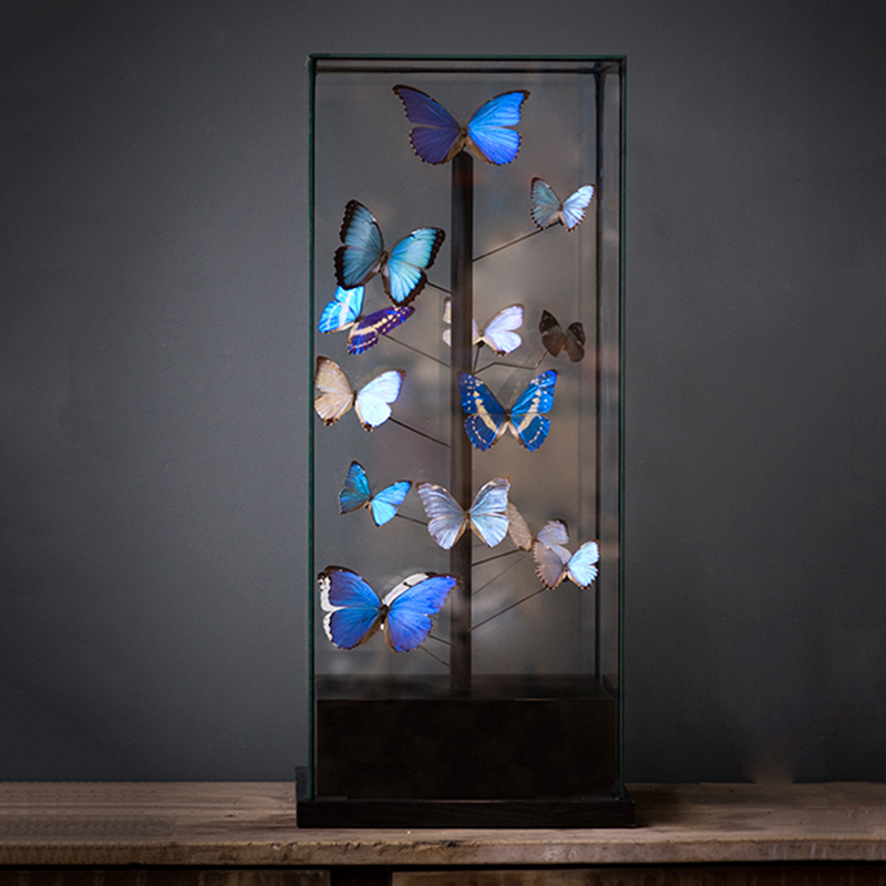 Статуэтка 14 Blue Butterflies Morphos Glass Box Статуэтка 14 Blue Butterflies Morphos Glass Box в Кирове | Loft Concept