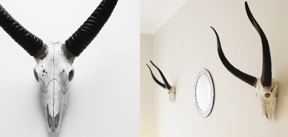 Череп антилопы с черными рогами - Loft-Concept в Кирове