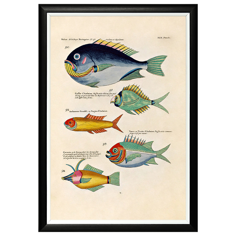 Постер в черной раме Fish Guide 12 Мульти Черный Постер в черной раме Fish Guide 12 Мульти Черный в Кирове | Loft Concept