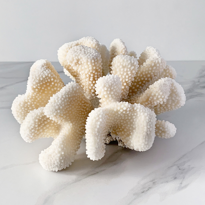 Статуэтка White Cauliflower Coral  в Кирове | Loft Concept 