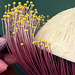 Статуэтка фантастический фрукт Exotic Tropical Fruit orange and white 67 варинант исполнения - 2 | Loft Concept в Кирове