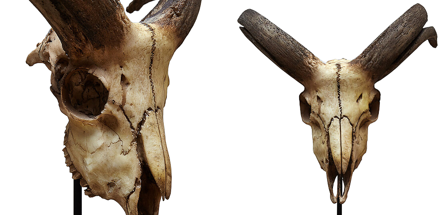 Аксессуар Goat Skull - Loft-Concept в Кирове