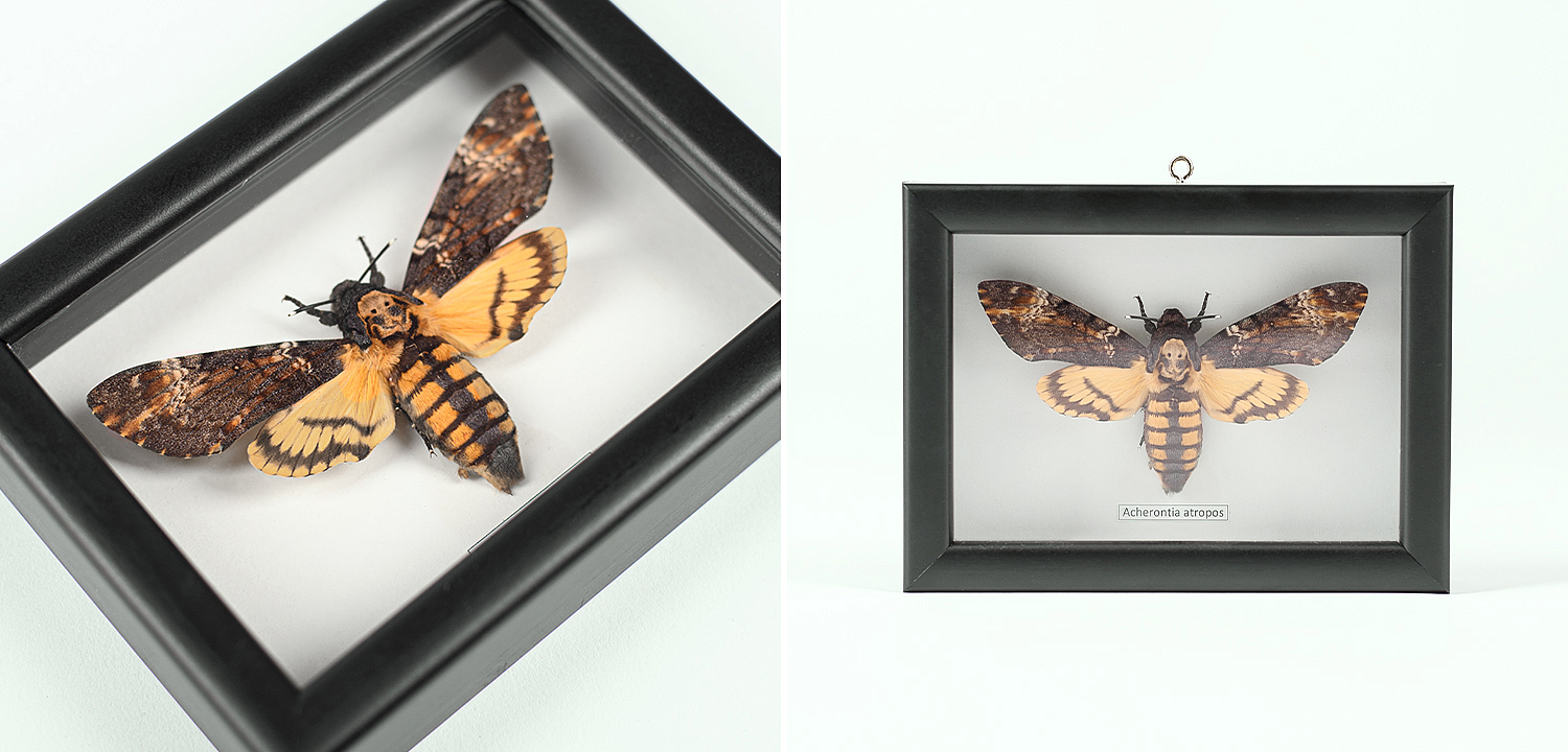 Аксессуар на стену Бабочка Acherontia atropos Аксессуар на стену Бабочка Acherontia atropos - Loft-Concept в Кирове