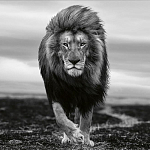 Книга Beusker. Look into my Eyes варинант исполнения - 7 | Loft Concept в Кирове