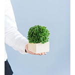 Декоративный искусственное растение Square boxwood варинант исполнения - 7 | Loft Concept в Кирове