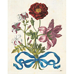 Книга цветов 22 постера Maria Sibylla Merian: 22 Pull-Out Posters варинант исполнения - 3 | Loft Concept в Кирове