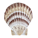 Фигурка из фарфора в виде ракушки морского гребешка Marine Tridacna варинант исполнения - 1 | Loft Concept в Кирове