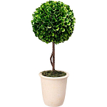 Декоративный искусственное растение Single boxwood варинант исполнения - 1 | Loft Concept в Кирове