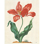 Книга цветов 22 постера Maria Sibylla Merian: 22 Pull-Out Posters варинант исполнения - 5 | Loft Concept в Кирове