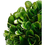 Декоративный искусственное растение Square boxwood варинант исполнения - 2 | Loft Concept в Кирове