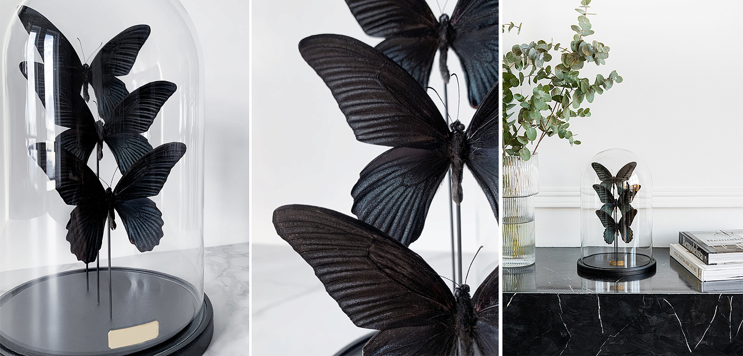 Статуэтка 3 Butterflies Papilio Memnon Glass Cloche Статуэтка 3 Butterflies Papilio Memnon Glass Cloche - Loft-Concept в Кирове