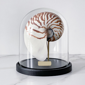 Статуэтка Nautilus Pompilius Glass Cloche