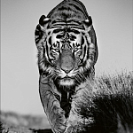 Книга Beusker. Look into my Eyes варинант исполнения - 6 | Loft Concept в Кирове