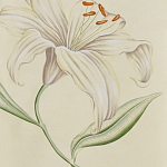 Обои ручная роспись Lilium Special Colourway on Ivory dyed silk варинант исполнения - 2 | Loft Concept в Кирове