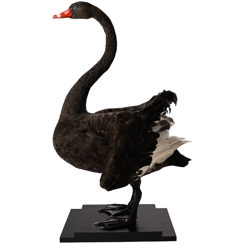 Настоящее чучело черного лебедя Black Swan Черный Коричневый Настоящее чучело черного лебедя Black Swan Черный Коричневый в Кирове | Loft Concept