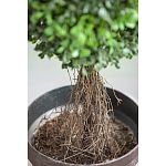 Декоративный искусственное растение Boxwood tree варинант исполнения - 3 | Loft Concept в Кирове
