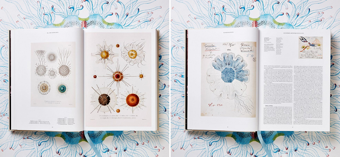 The Art and Science of Ernst Haeckel XXL The Art and Science of Ernst Haeckel XXL - Loft-Concept в Кирове