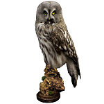 Чучело Совы таксидермия варинант исполнения - 1 | Loft Concept в Кирове