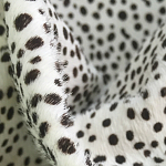 Мебельная ткань Искусственный мех  белый леопард 90 см T5-3 варинант исполнения - 1 | Loft Concept в Кирове
