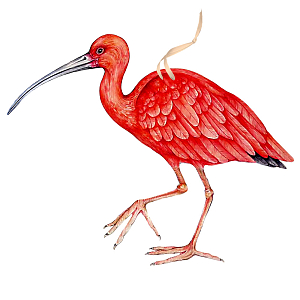 Арт-объект Scarlet Ibis II