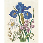 Книга цветов 22 постера Maria Sibylla Merian: 22 Pull-Out Posters варинант исполнения - 6 | Loft Concept в Кирове