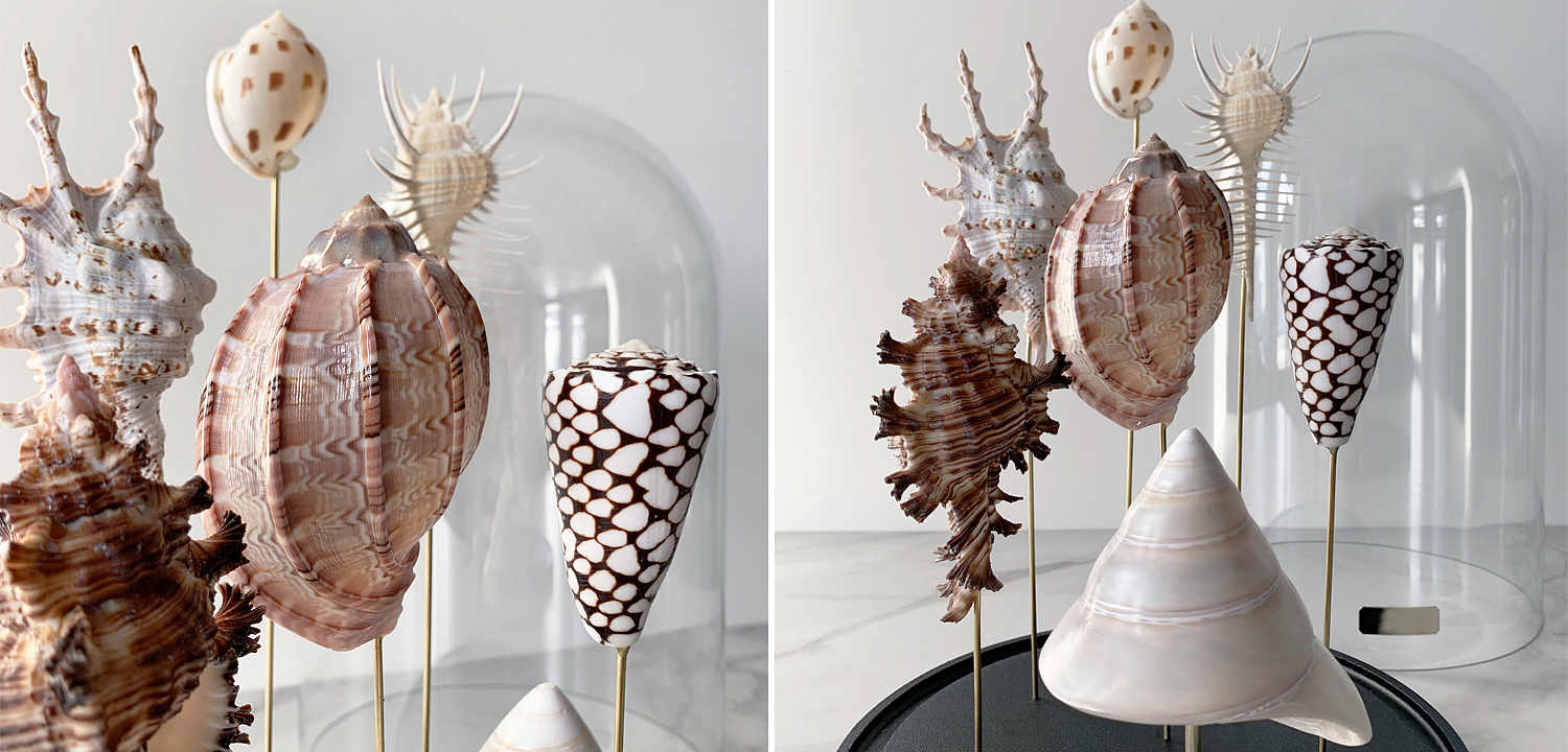 Статуэтка Shell Collection Glass Cloche 2 - Loft-Concept в Кирове