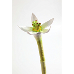 Статуэтка тропический фрукт Pandora Tropical Fruit Orange Two Flowers варинант исполнения - 3 | Loft Concept в Кирове