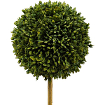 Декоративный искусственное растение Boxwood One варинант исполнения - 2 | Loft Concept в Кирове