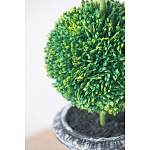 Декоративный искусственное растение Double boxwood варинант исполнения - 6 | Loft Concept в Кирове
