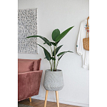 Декоративный искусственное растение Decor Stile  варинант исполнения - 6 | Loft Concept в Кирове