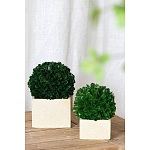 Декоративный искусственное растение Square boxwood варинант исполнения - 4 | Loft Concept в Кирове