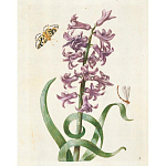 Книга цветов 22 постера Maria Sibylla Merian: 22 Pull-Out Posters варинант исполнения - 2 | Loft Concept в Кирове