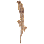 Декоративная статуэтка Китайский дракон Фуцанлун варинант исполнения - 2 | Loft Concept в Кирове