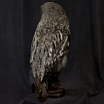Чучело Совы таксидермия варинант исполнения - 4 | Loft Concept в Кирове