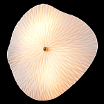 Бра в форме лепестка с рельефной текстурой FLOW варинант исполнения - 1 | Loft Concept в Кирове