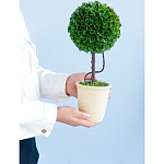 Декоративный искусственное растение Single boxwood варинант исполнения - 8 | Loft Concept в Кирове