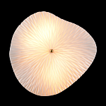 Бра в форме лепестка с рельефной текстурой FLOW варинант исполнения - 3 | Loft Concept в Кирове