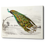 Постер на холсте с изображением павлина на ветке Majestic Peacock on a Tree Poster варинант исполнения - 1 | Loft Concept в Кирове
